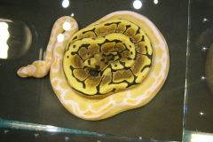 021-1